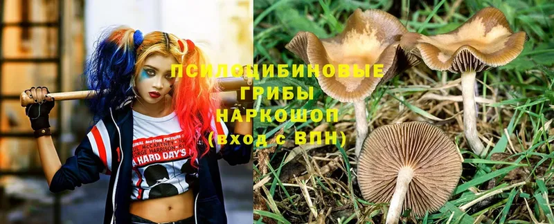 Псилоцибиновые грибы MAGIC MUSHROOMS  Берёзовский 